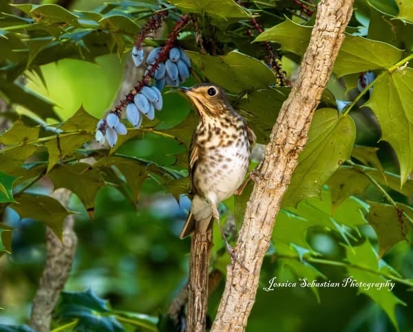 Chirp photo