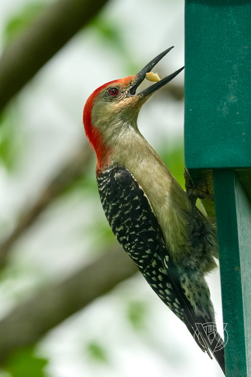 Chirp photo