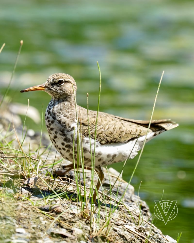 Chirp photo