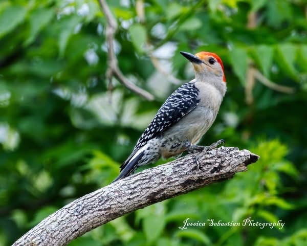 Chirp photo