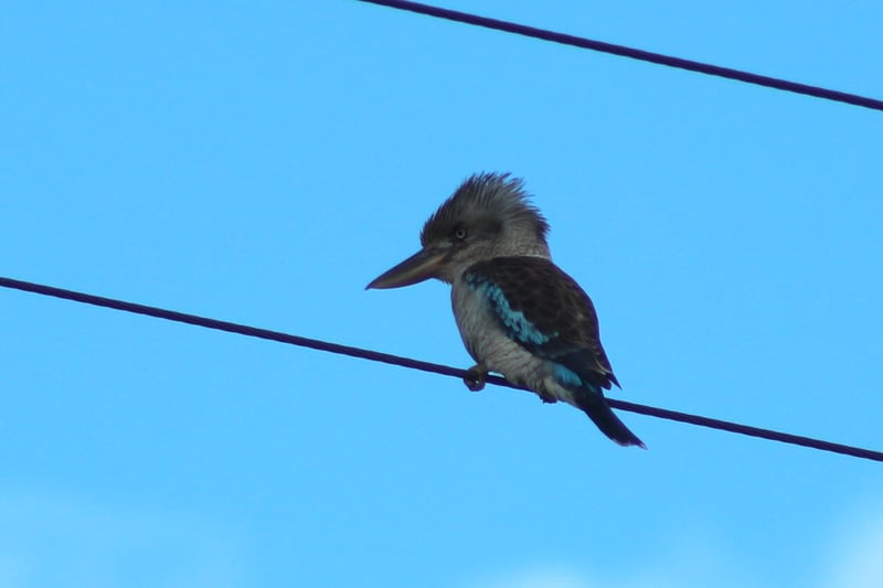 Chirp photo