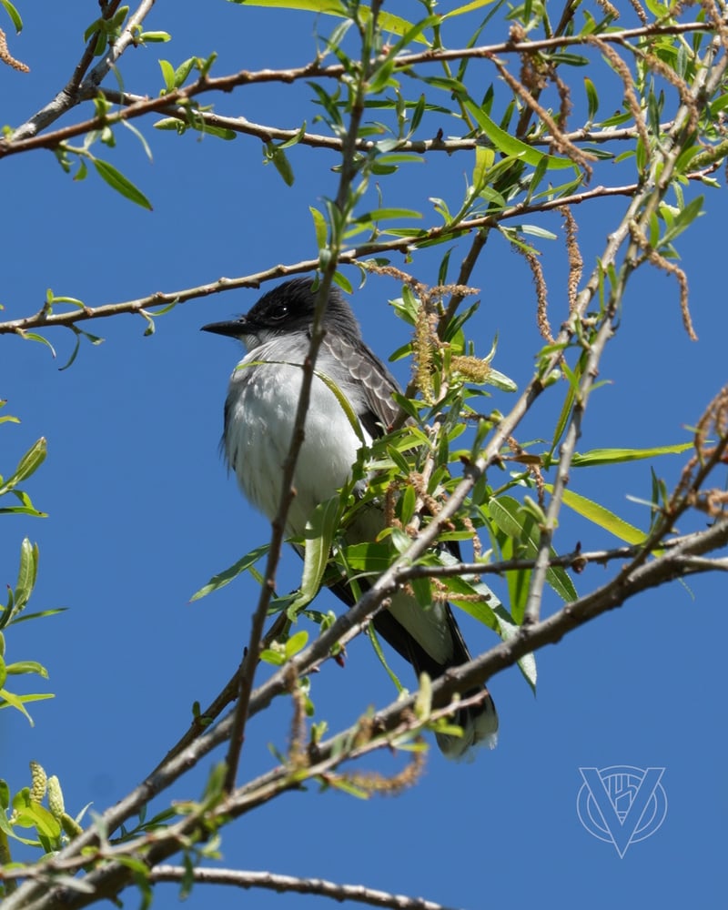 Chirp photo
