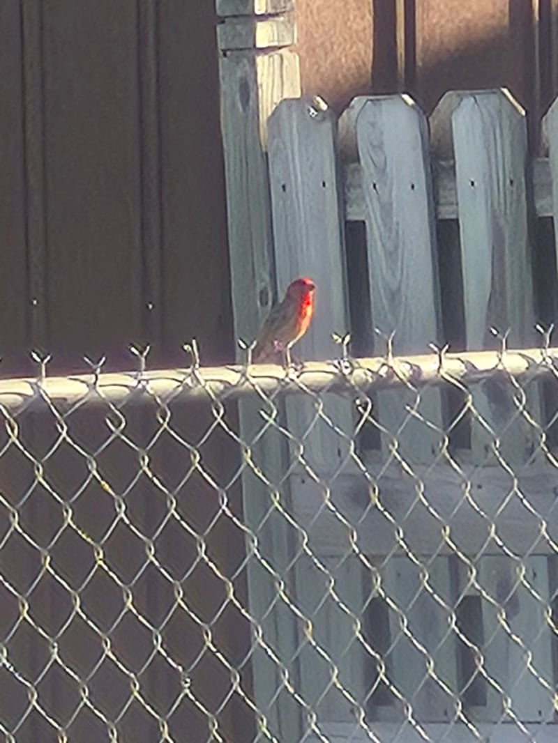 Chirp photo