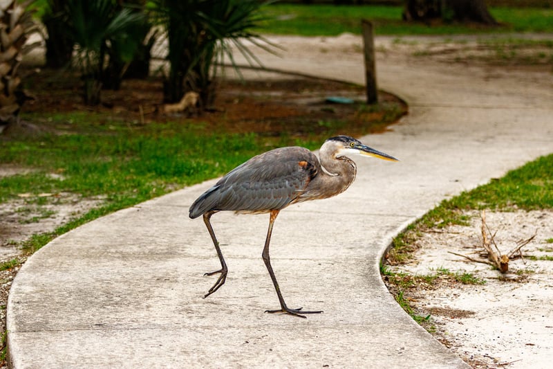 Chirp photo