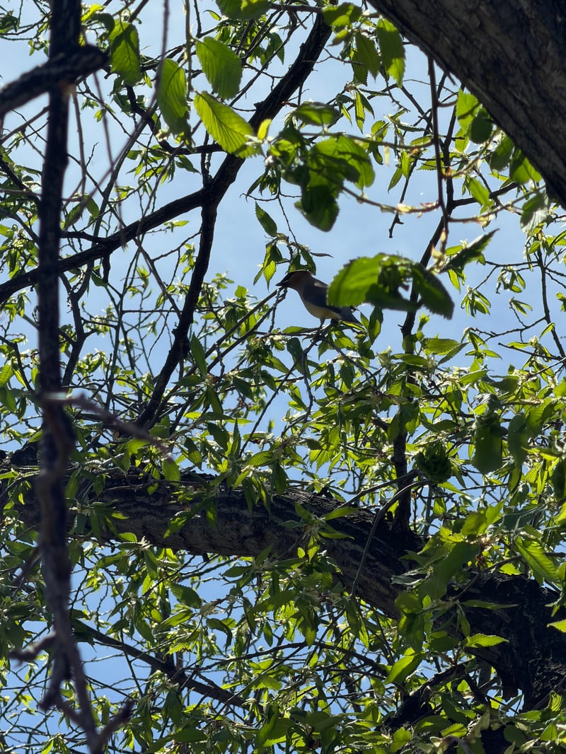 Chirp photo