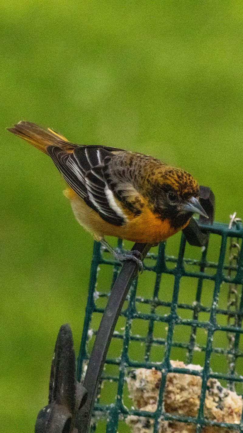 Chirp photo