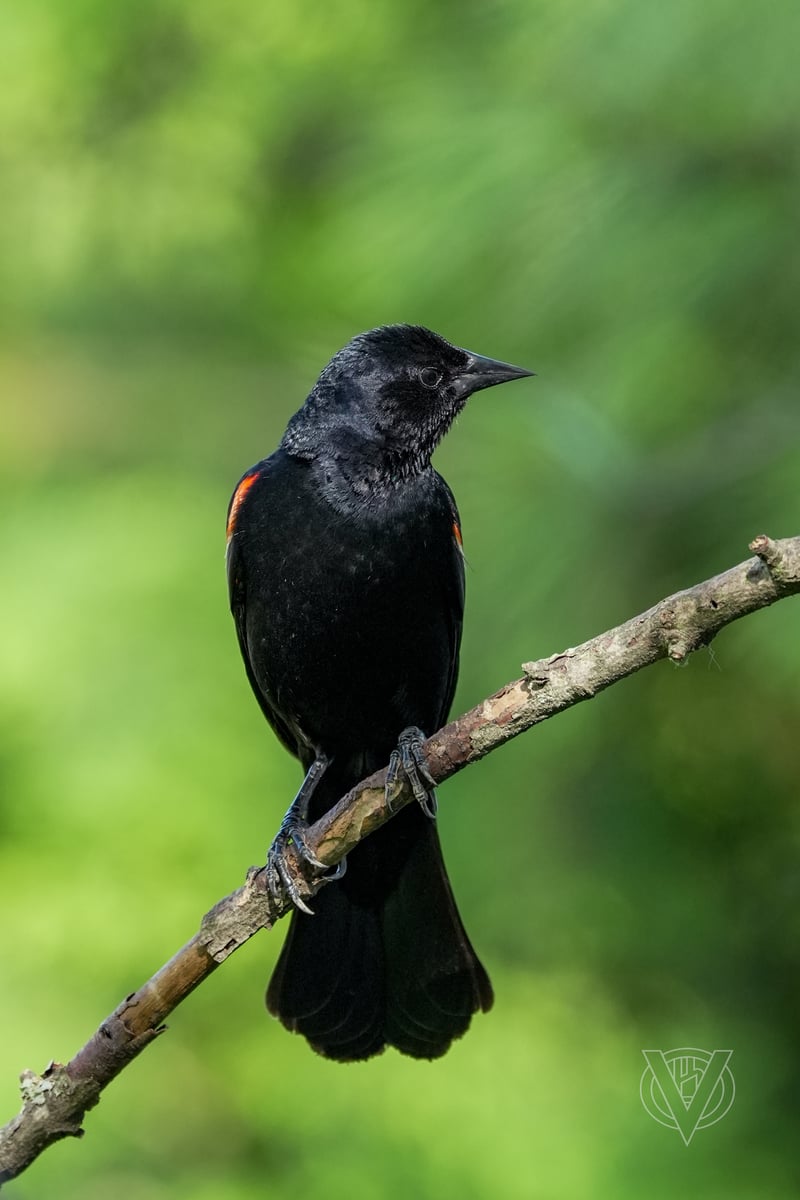 Chirp photo