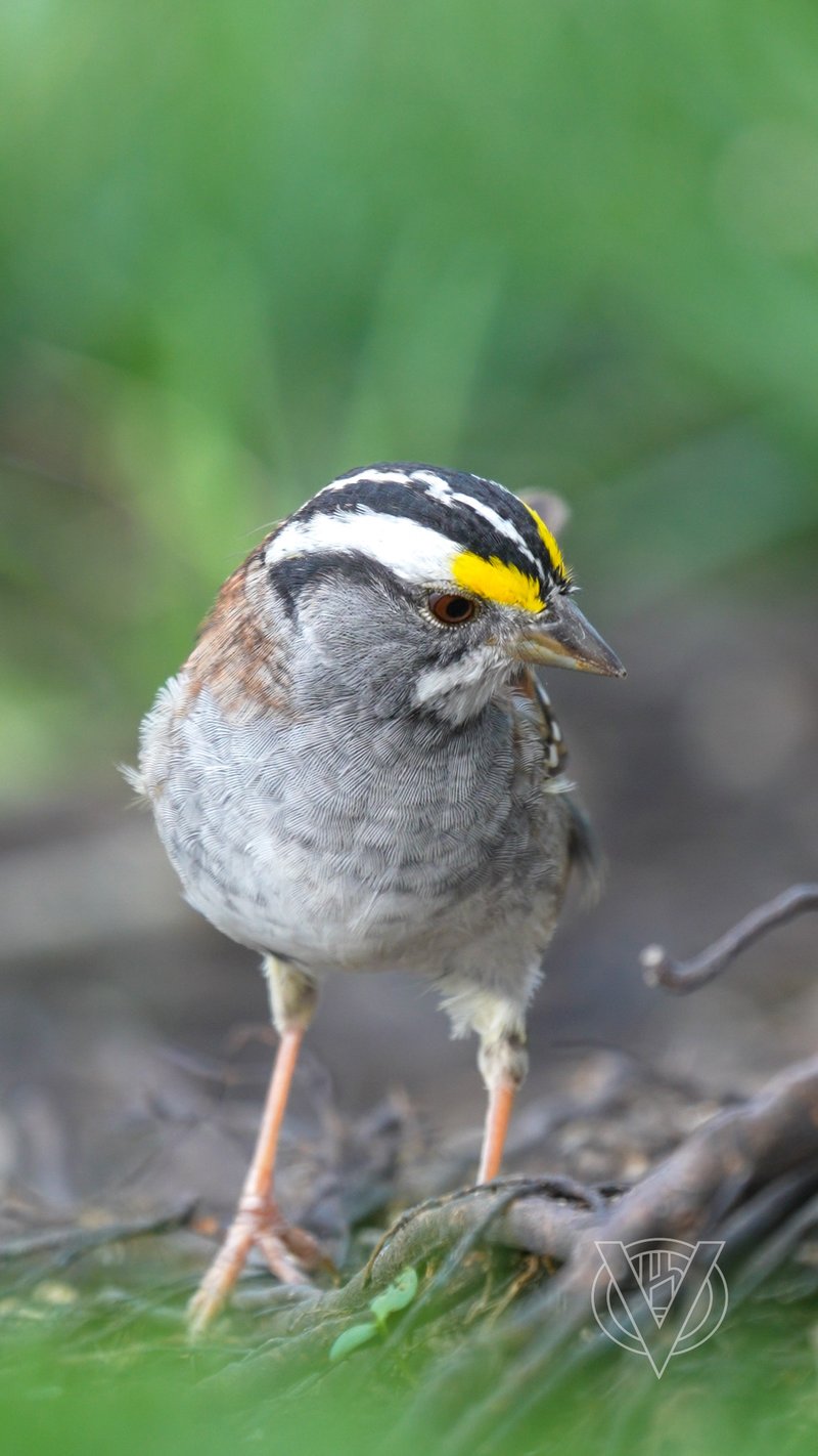 Chirp photo