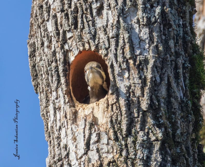 Chirp photo