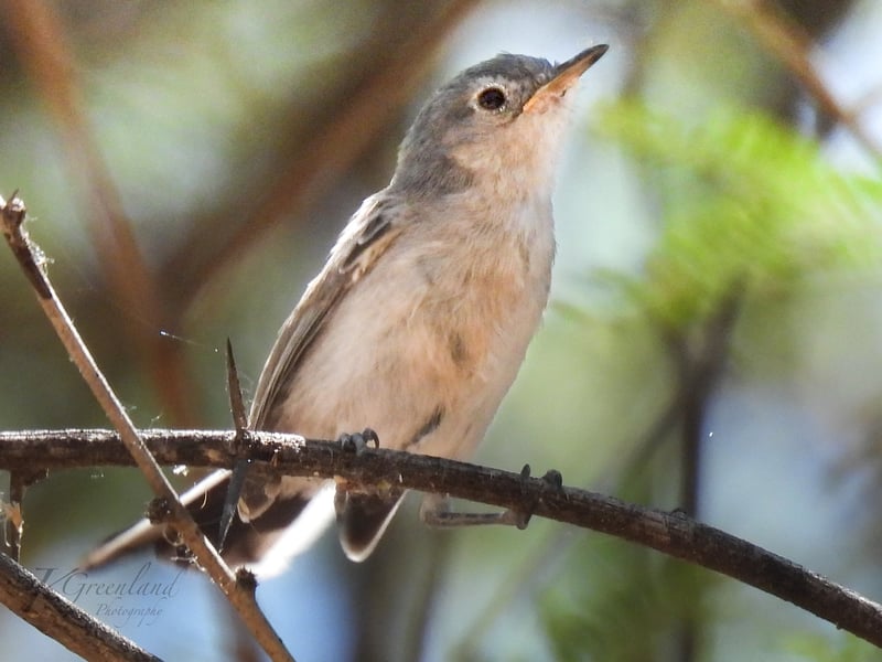 Chirp photo