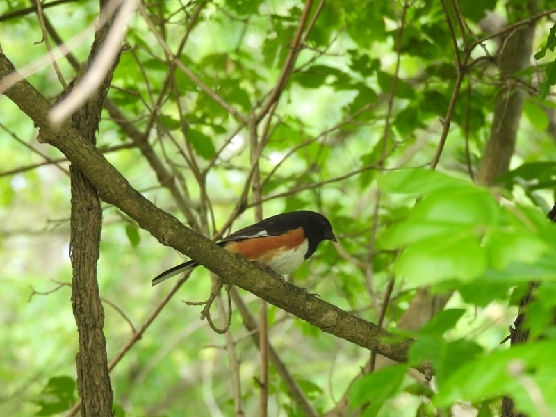 Eastern Towhee