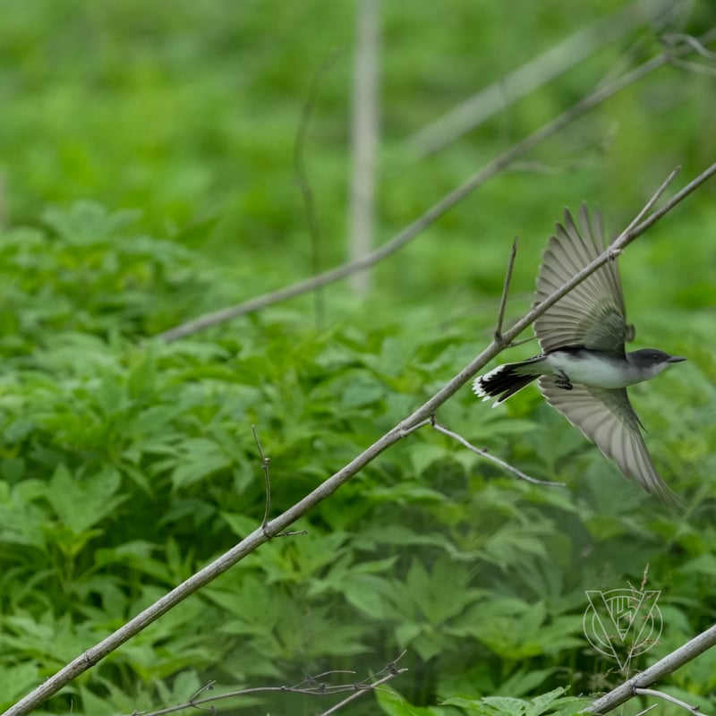 Chirp photo
