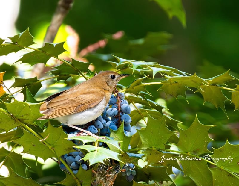 Chirp photo