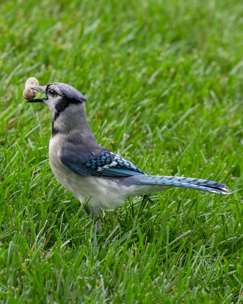 Chirp photo