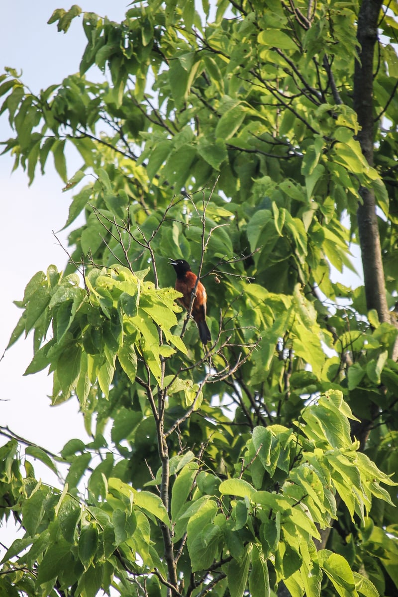 Chirp photo