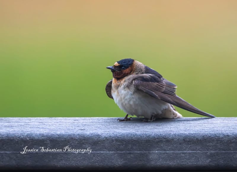 Chirp photo