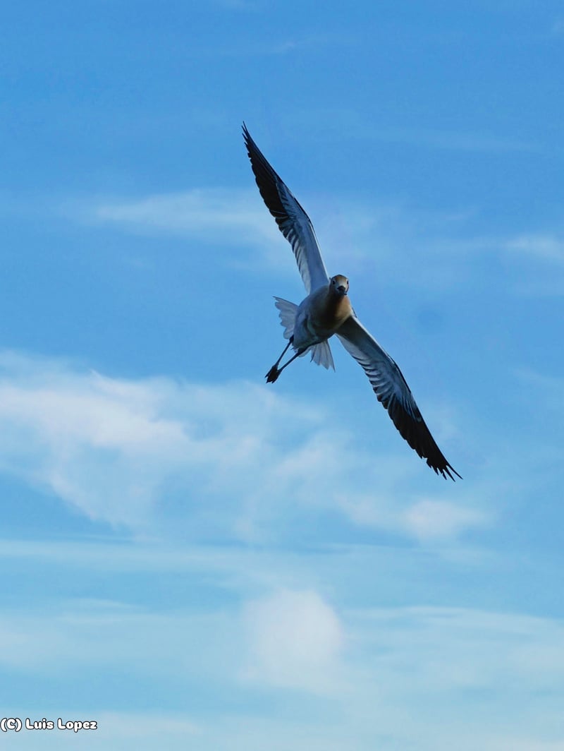 Chirp photo