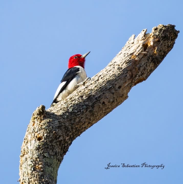 Chirp photo