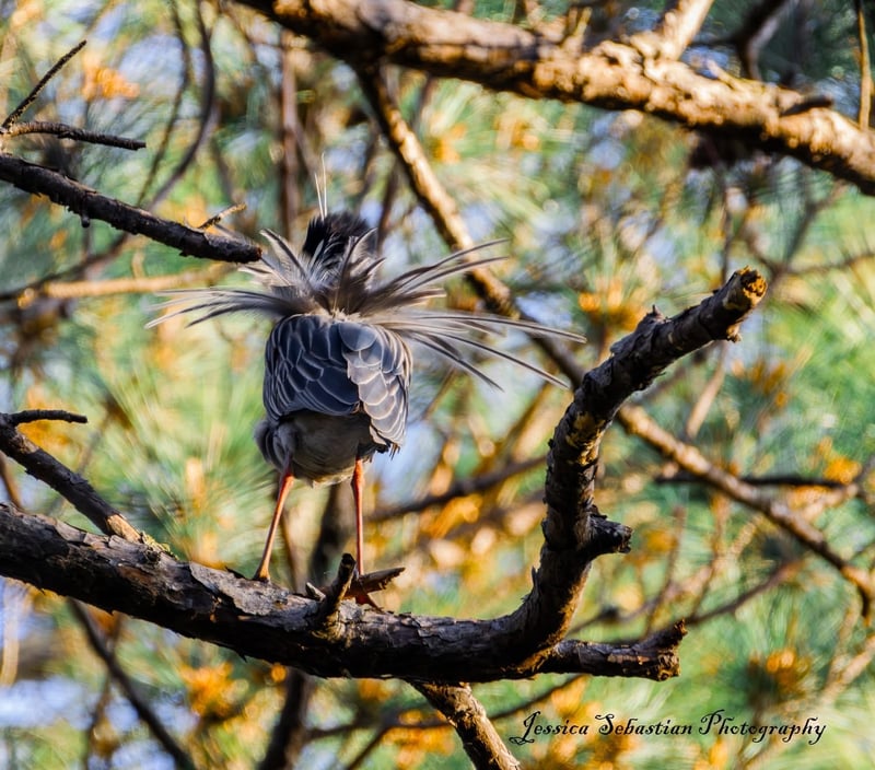 Chirp photo