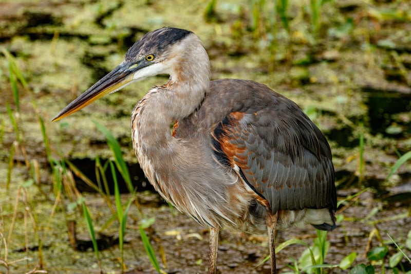 Chirp photo