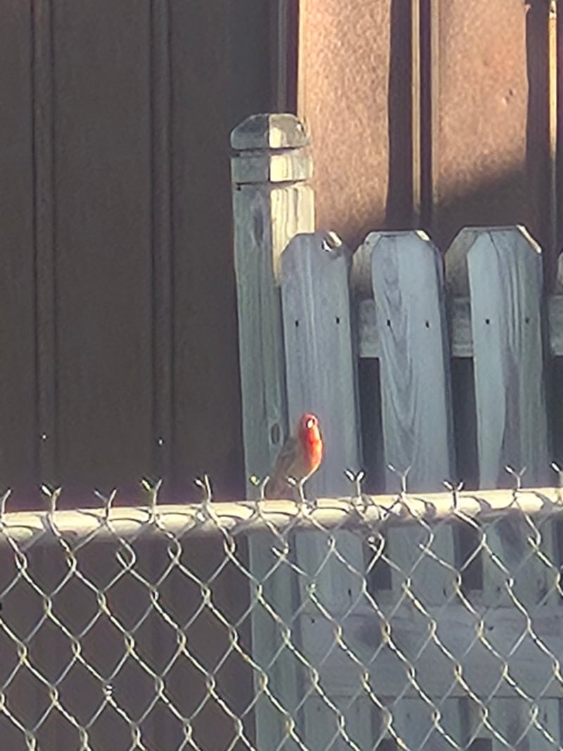 Chirp photo