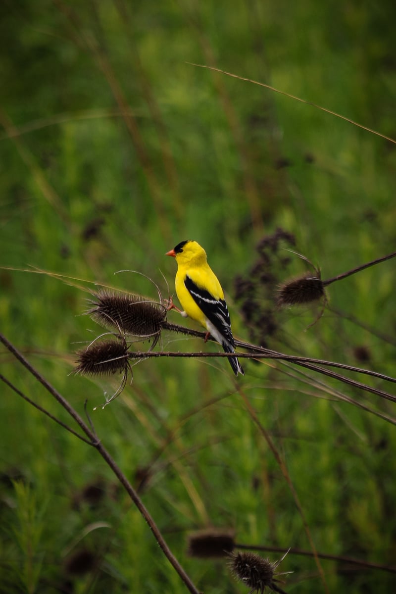 Chirp photo