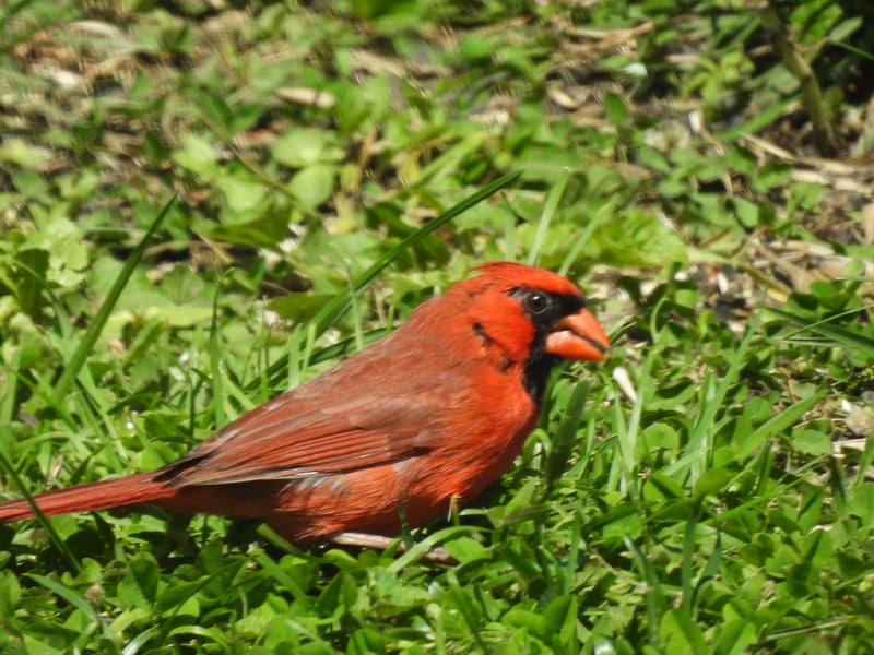 Chirp photo