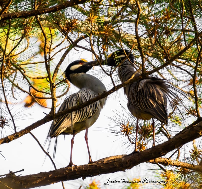 Chirp photo