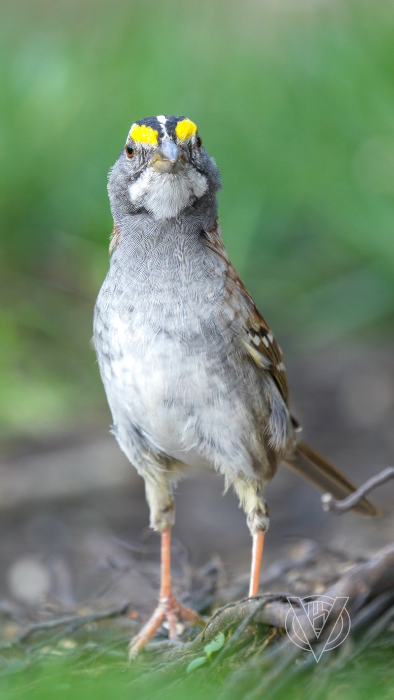 Chirp photo
