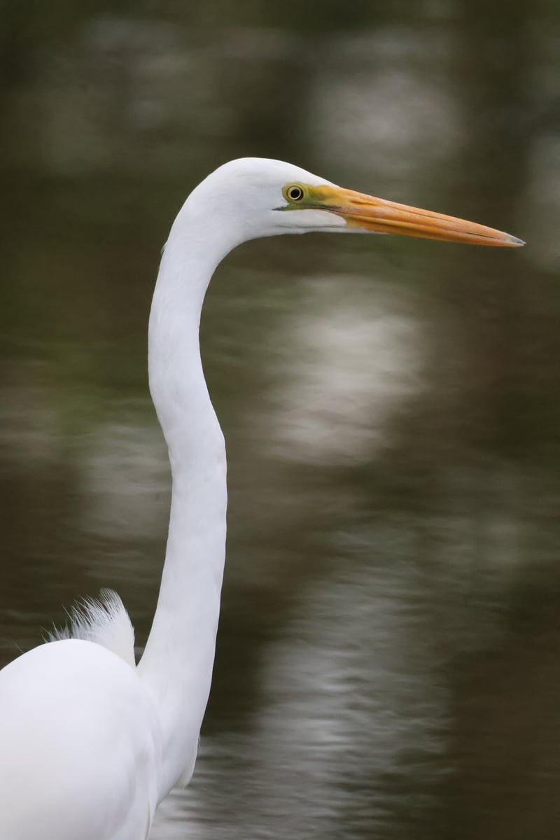 Chirp photo