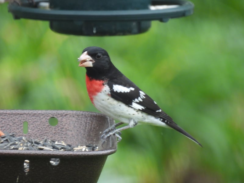Chirp photo