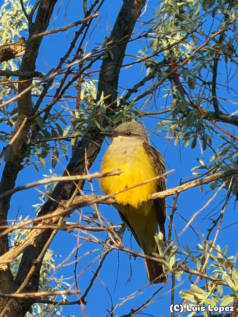 Chirp photo