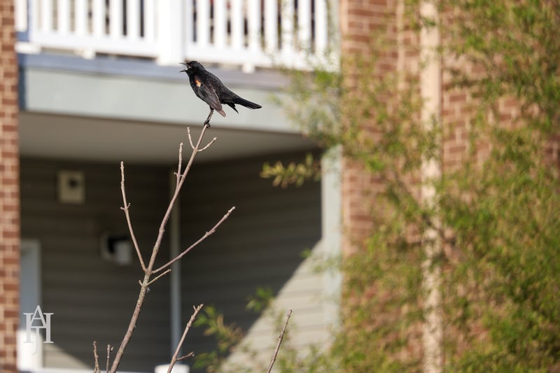 Chirp photo