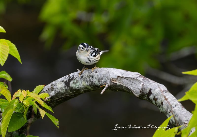 Chirp photo