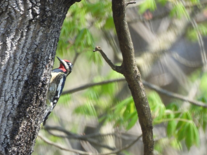 Chirp photo