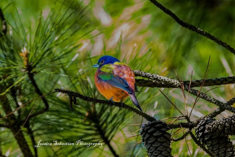 Chirp photo