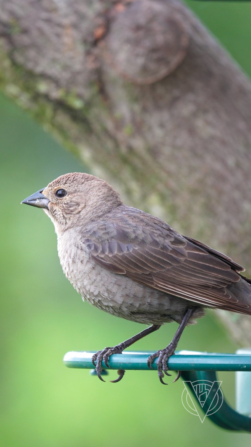 Chirp photo