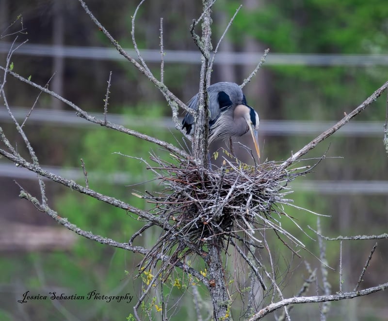 Chirp photo