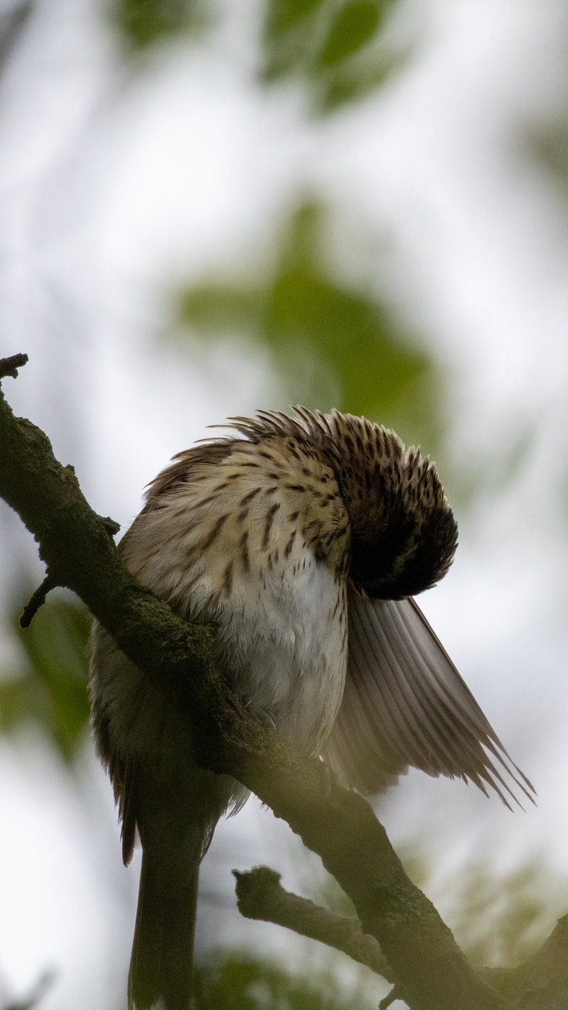 Chirp photo