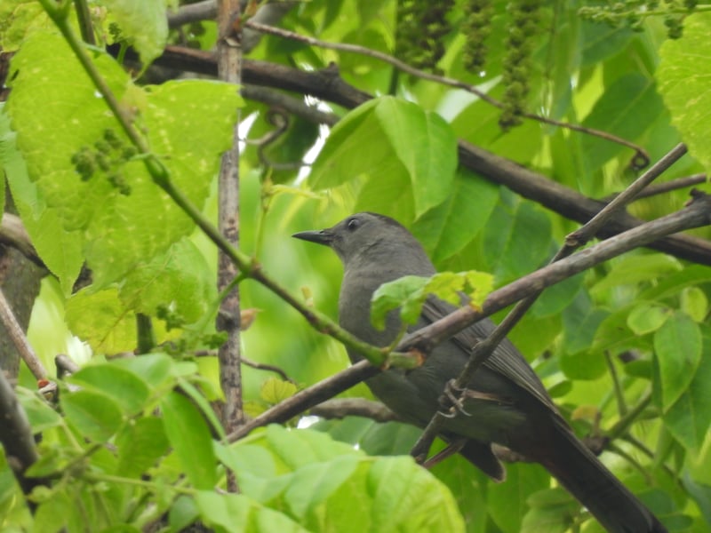 Chirp photo