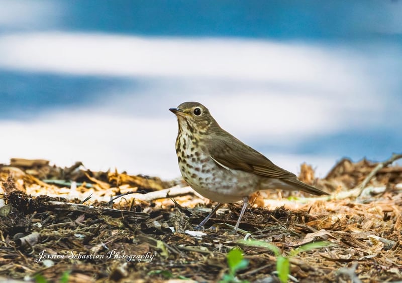 Chirp photo