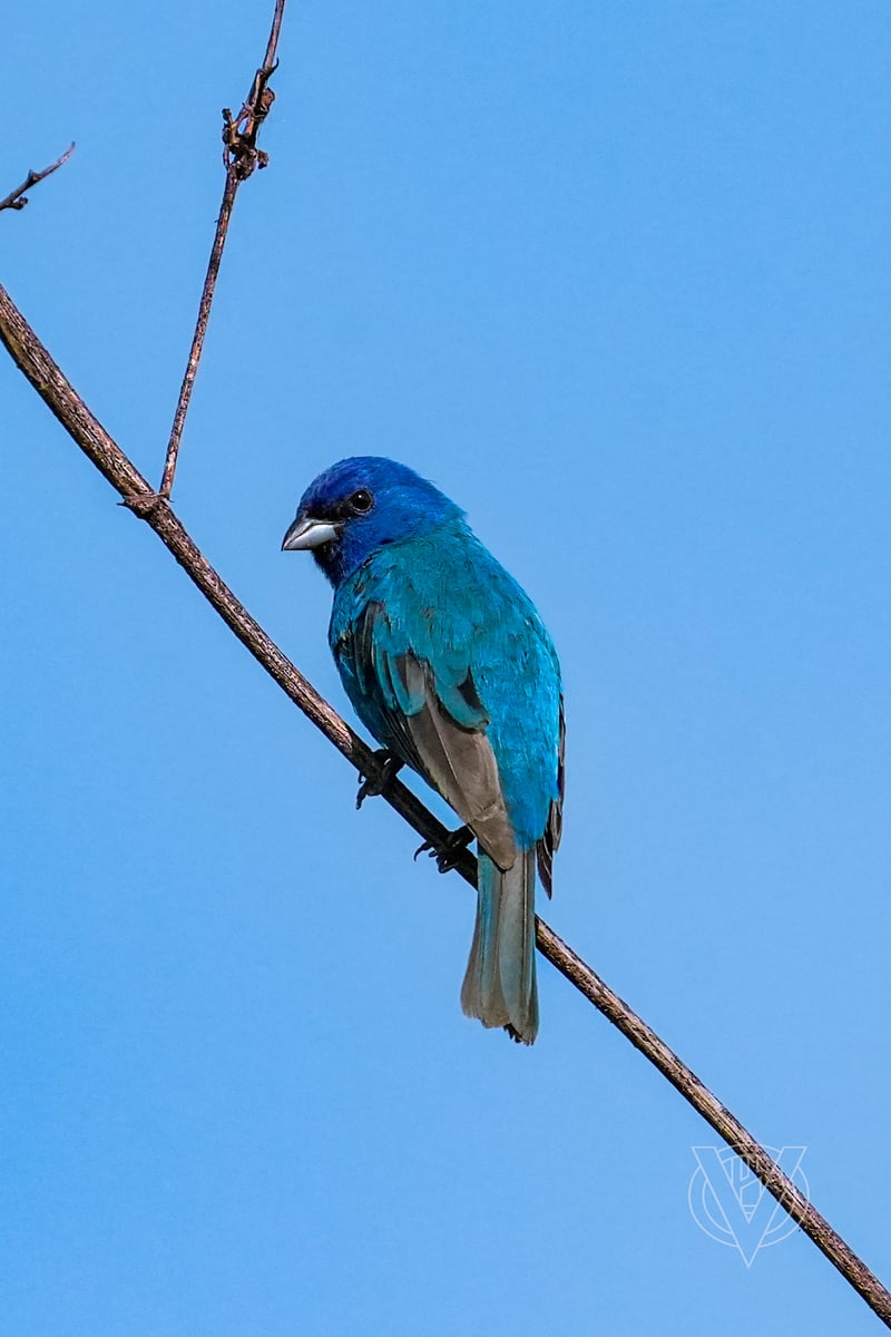Chirp photo