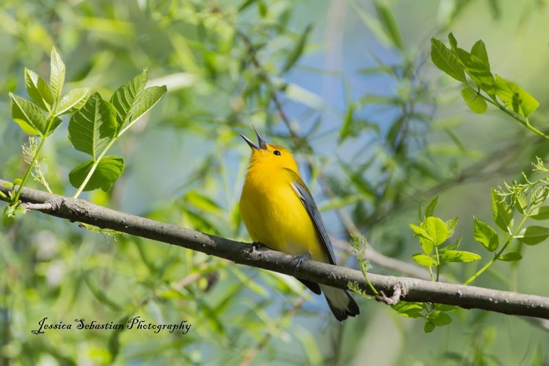 Chirp photo
