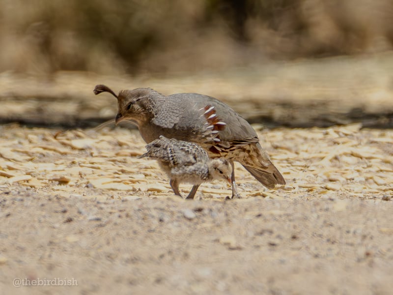 Chirp photo
