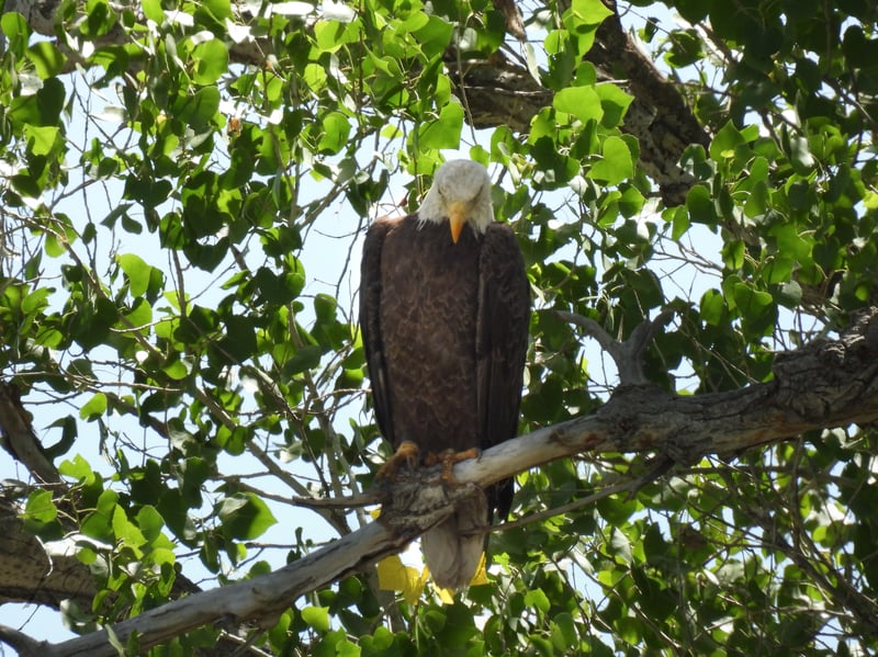 Chirp photo