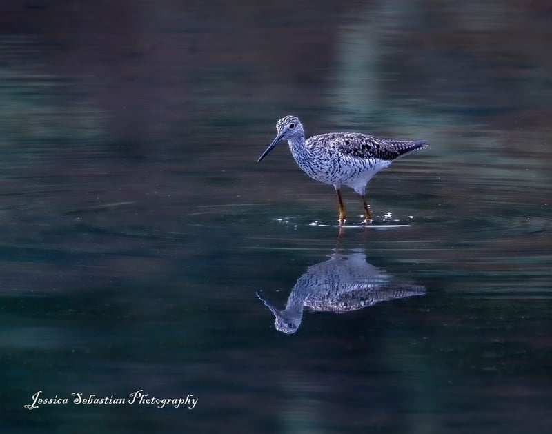 Chirp photo