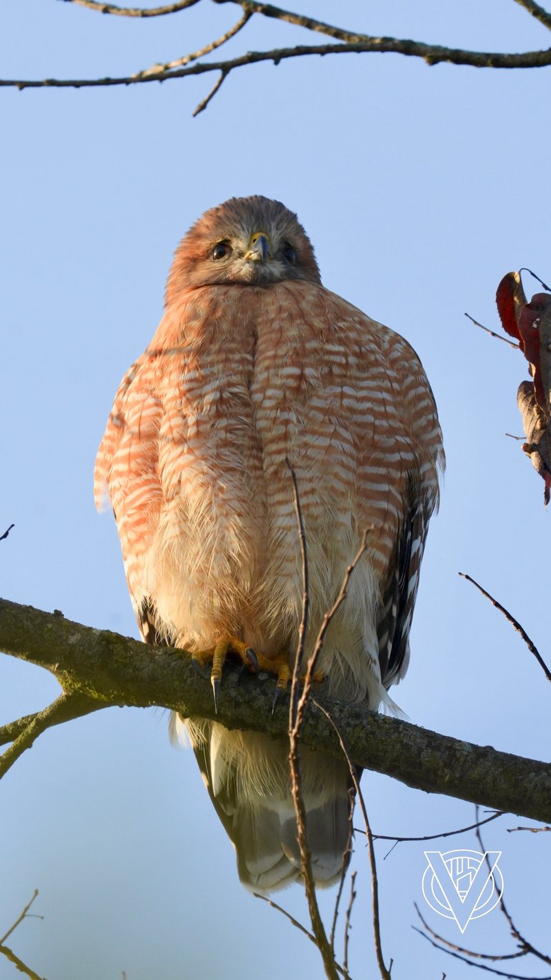 Chirp photo