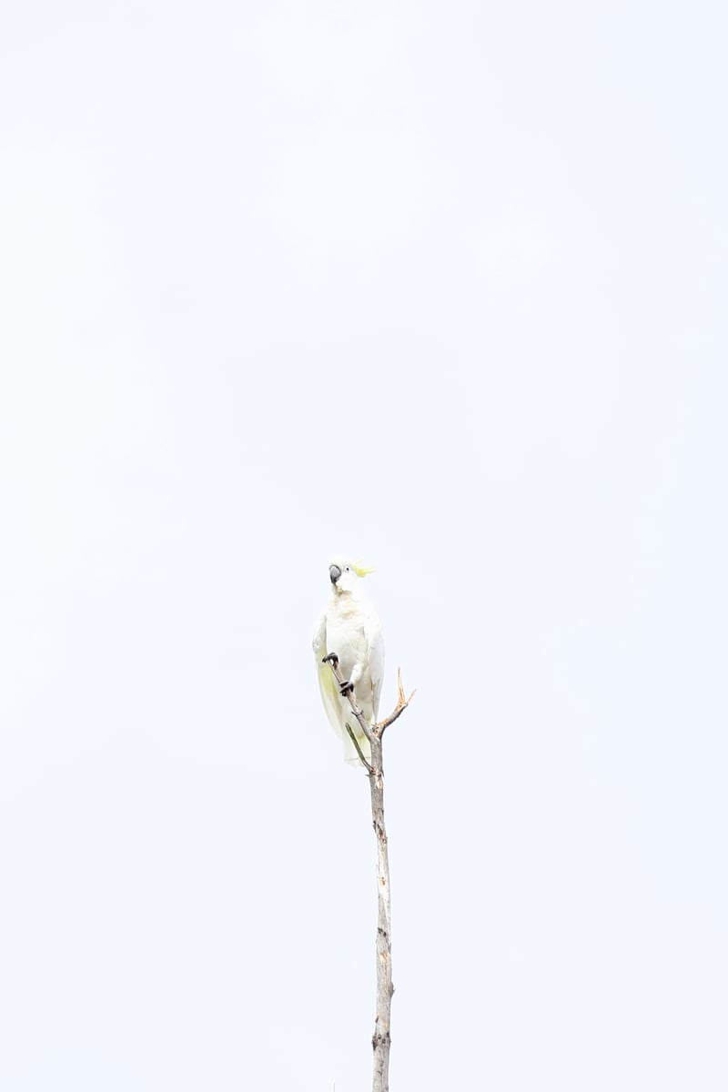 Chirp photo