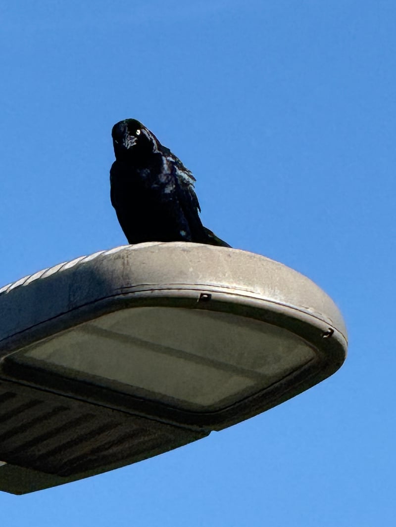 Chirp photo