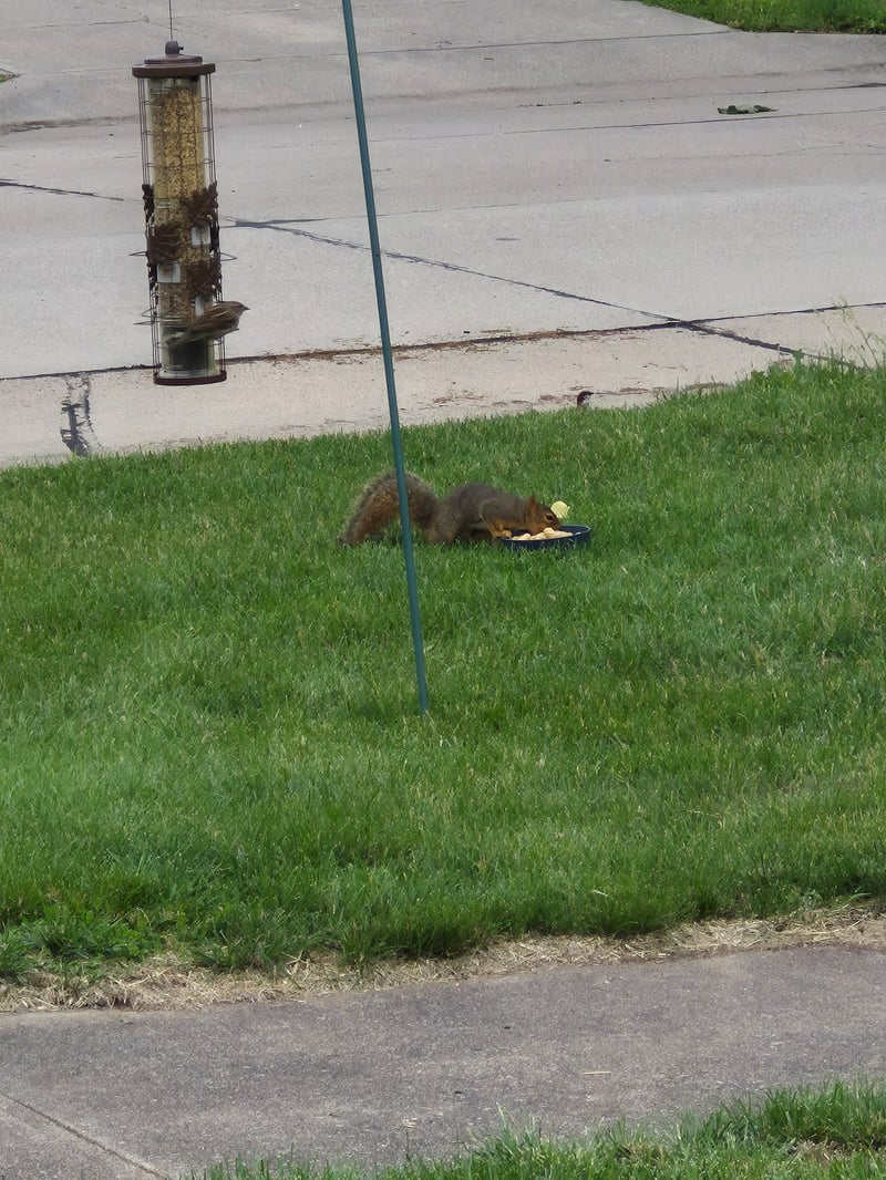 Chirp photo